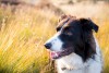 border collie in tall grass