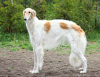 Borzoi Dog Breed