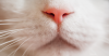 Breathing Problems in dogs and cats: Dyspnea