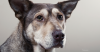 Bruising in Dogs: Ecchymosis