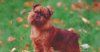 Brussels Griffon