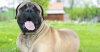 Bull Mastiff