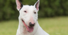 The Bull Terrier