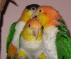 Adopt a bird!