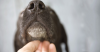 Can Lyme Disease in Dogs Spread to People?