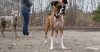 Canine Transmissible Venereal Tumors: These Tumors Can Be Spread