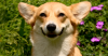 Cardigan Welsh Corgi