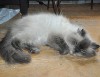 Mastitis in Cats