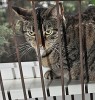 Anemia in Cats