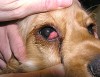 Cherry Eye in Dogs