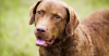 Chesapeake Bay Retriever