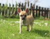 Chihuahua: From ancient companion to purse puppy
