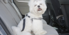 Choosing a Dog Harness for the Car