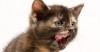 Cleft Lip and Palate in Kittens