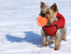 Cold Weather Pet Tips