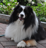 Collie