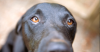 Mast Cell Tumors in Dogs