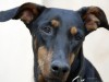 Congestive Heart Failure in Dogs