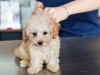 Contagious and Dangerous Virus Raises Vaccination Awareness