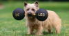 Creative Exercises for Your Dog