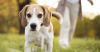 Cuterebra on Cats and Dogs