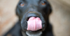 Cyanosis in Dogs and Cats