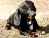 dachshund