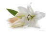 The Dangers of Easter Lilies to Cats