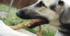 The Dangers of Esophageal Foreign Bodies in Dogs