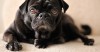 Sad black diabetic dog