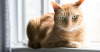 Diabetes Insipidus in Cats and Dogs