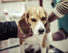 Disseminated Intravascular Coagulation (DIC) in Pets: A Blood Clotting Disorder