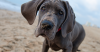 Do Dogs Experience Growing Pains? 