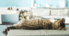 Dog and Cat Anesthesia Myths
