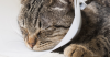 Dog and Cat Anesthesia Myths Part 2