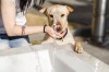 dog drinking from water fountain