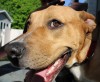happy smiling dog