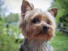 Dog Fainting: What Causes It and What Should You Do?