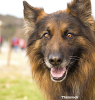 Dog Hair Sheds Light On Hormonal Disease