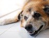 Myasthenia Gravis in Dogs