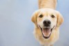 keep your dog's smile as healthy as this Golden Retriever