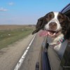 Dogs in Cars: Should My Dog Hang His Head Out the Car Window?