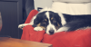 Dogs, Cats, and Pain