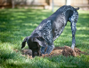 Digging Dog