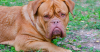 Dogue de Bordeaux
