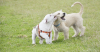 The Do's and Don'ts of Dog Parks 