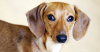 Ear Infections in Dogs