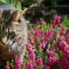 cat in a field of flowers