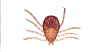 Ehrlichiosis in Dogs