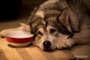 Sad Dog on Wood Floor